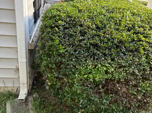Bush Trimming by Amanda Carter for Stephanie W. in Clayton, NC