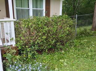 Bush Trimming by Cristaooooo Harbisono for Brett J. in Center Point, AL