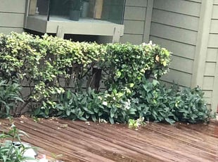 Bush Trimming by Dunia Paz for Angel R. in Austin, TX