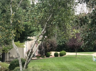 Cheryl R.'s Lawn Maintenance service result