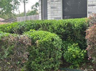 Bush Trimming by Christopher Flores for Laura E. in Rhome, TX