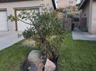 Landscaping by Paula Tellez for Dale H. in Palmdale, CA