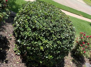 April A.'s Bush Trimming service result
