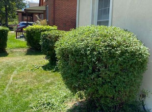 Bush Trimming by Tylon Newcomb for Eve G. in Denver, CO