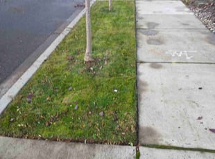 Sophia M.'s Lawn Care service result