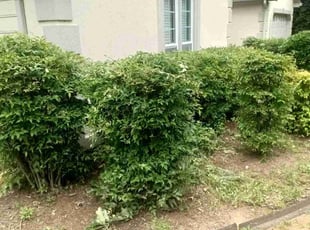 Bush Trimming by Enrique Juarez for Charise M. in Acworth, GA