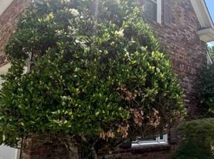 Bush Trimming by Enrique Juarez for Dana M. in Marietta, GA