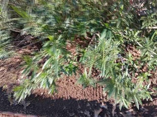 Leaf Removal by Kassandra Winters for Veronica W. in Fort Worth, TX