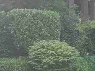 Bush Trimming by Roberto Medina for Vishnu V. in Sammamish, WA