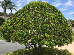 Bush Trimming by James Hewitt for Carolyn S. in Plant City, FL