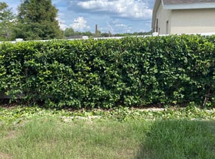 Bush Trimming by Thomas Niederhelman for Alex D. in Brooksville, FL