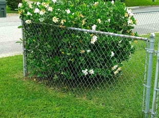 Bush Trimming by Royce Jenkins for Francesca K. in Newport News, VA