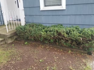 Bush Trimming by Jered Westveld for Maggie S. in Wyoming, MI