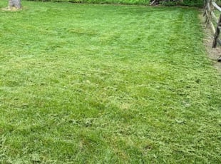 Vivian M.'s Lawn Care service result