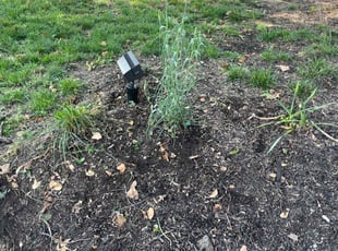 Weeding by Evans Ogamba for Omer K. in Harrisburg, PA
