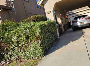 Bush Trimming by Juan Rodriguez for Colvent G. in Elk Grove, CA