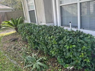 Bush Trimming by Brooke Starling for Laryn W. in Orange Park, FL