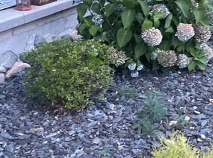 Bush Trimming by Terrance Robinson for Earl B. in Springfield, MA