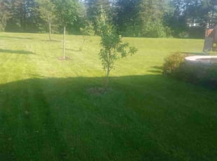 Paul B.'s Lawn Mowing Service service result