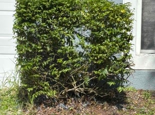 Bush Trimming by Robert Wynn for Matthew W. in Riverview, FL