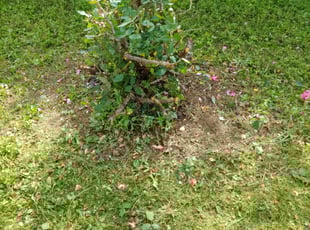 Bush Trimming by James Demoin for Dayana N. in Round Rock, TX