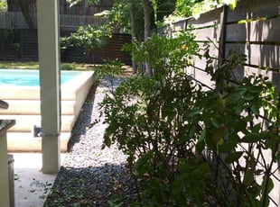 Bush Trimming by Guy Torres for Greg W. in Austin, TX