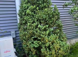 Bush Trimming by Garcet Steve for Keaton W. in North Attleborough, MA