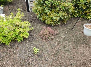 Mulching by Daniel Hancock for Rachel L. in Durham, NC