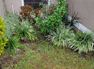 Bush Trimming by Carlos Martinez for Antione D. in Orlando, FL