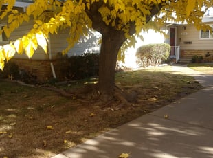 Cleanups by Tracy Spencer for Emmy A. in Sacramento, CA