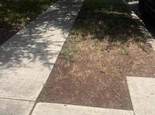 Leaf Removal by Eugene Cervantez for Brandon V. in Seguin, TX