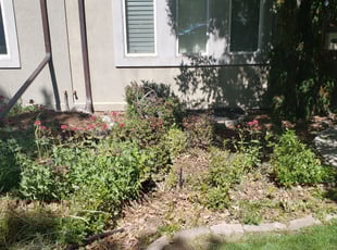 Bush Trimming by Carlos Mendoza for Alessandra M. in Denver, CO
