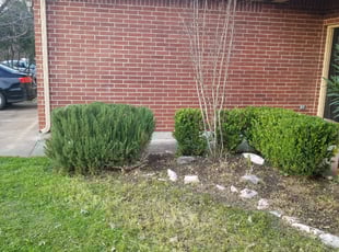 Bush Trimming by Cesar Munoz for Tenecia J. in Round Rock, TX