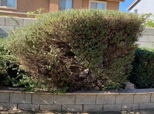Bush Trimming by Jacob Navarro for Kyle M. in Fontana, CA