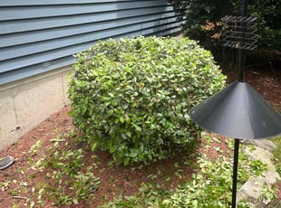 Bush Trimming by Carol Hughes for Srinivas T. in Westborough, MA