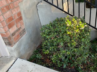 Bush Trimming by Stanmore Hinds for Alicia S. in Converse, TX