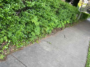 Leaf Removal by Anh Bui for Meghan B. in Rochester, NY