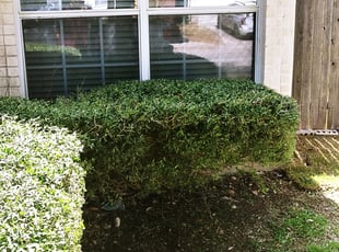Bush Trimming by Derek Schoenfeld for Clarece M. in San Antonio, TX