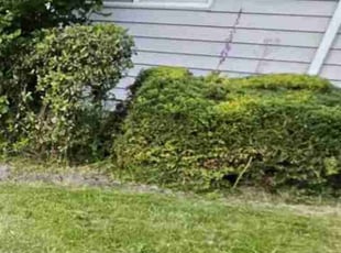 Bush Trimming by Nicholas Cortes for Charles P. in Redmond, WA