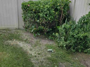 Bush Trimming by Dante Tisdale for Erica C. in Tampa, FL