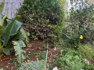 Bush Trimming by Carlos Romero for Christine M. in Los Angeles, CA