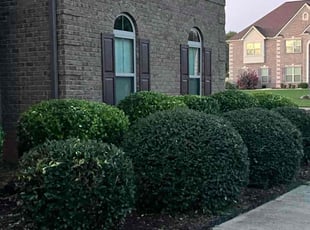 Bush Trimming by Julius Snipes for Kenyo R. in Hampton, GA