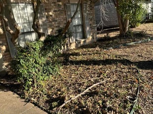 Bush Trimming by Abel Baeza for Mayu N. in Plano, TX