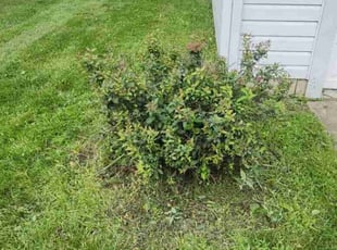 Bush Trimming by Lawrence Tischler for Reina M. in Monroe, OH