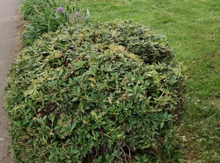 Bush Trimming by Tony Flake for Nadine M. in Portland, OR