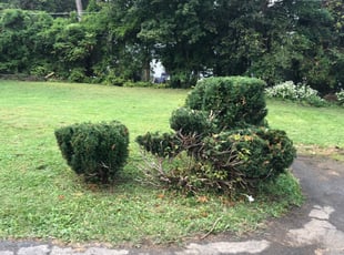 Bush Trimming by DeHaven Pollard for Laura G. in Feasterville-Trevose, PA