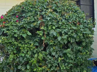 Bush Trimming by M&C Lawn Pro Services, LLC for Donna K. in Orlando, FL