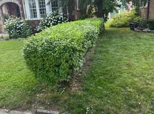 Bush Trimming by Charles Caldwell for Andrew L. in Milwaukee, WI