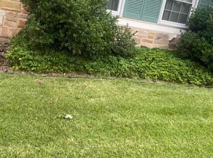 Weeding by Mateo Brown for Leslie W. in Bowie, MD
