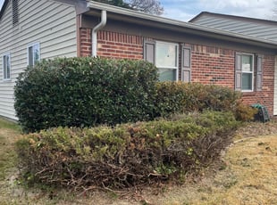Bush Trimming by Justin Norris for Andrea O. in Chesapeake, VA